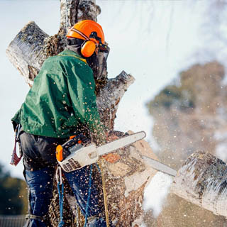 Entreprise abattage arbre 02